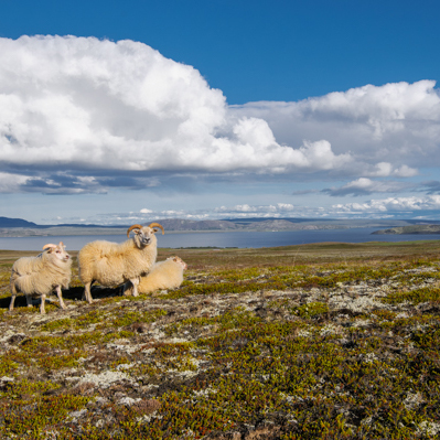 IJsland 2013